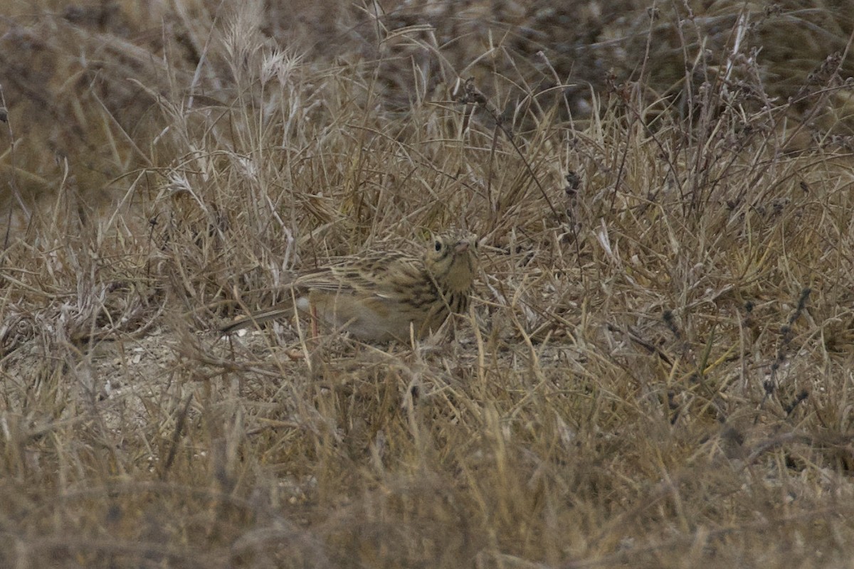 Sprague's Pipit - ML626386525