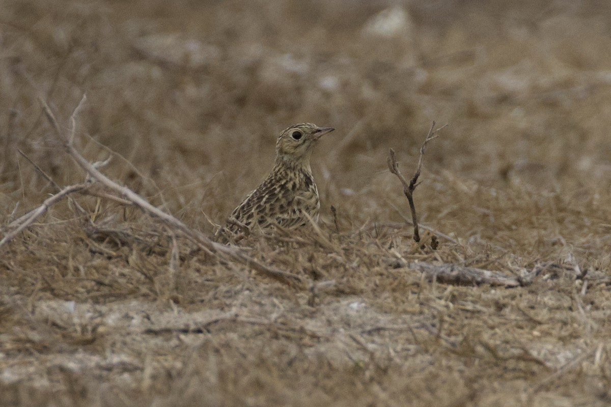 Sprague's Pipit - ML626386527