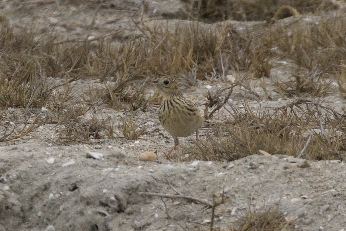 Sprague's Pipit - ML626386529