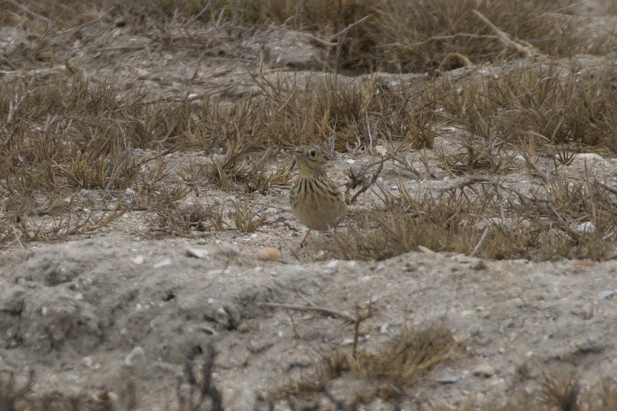 Sprague's Pipit - ML626386530