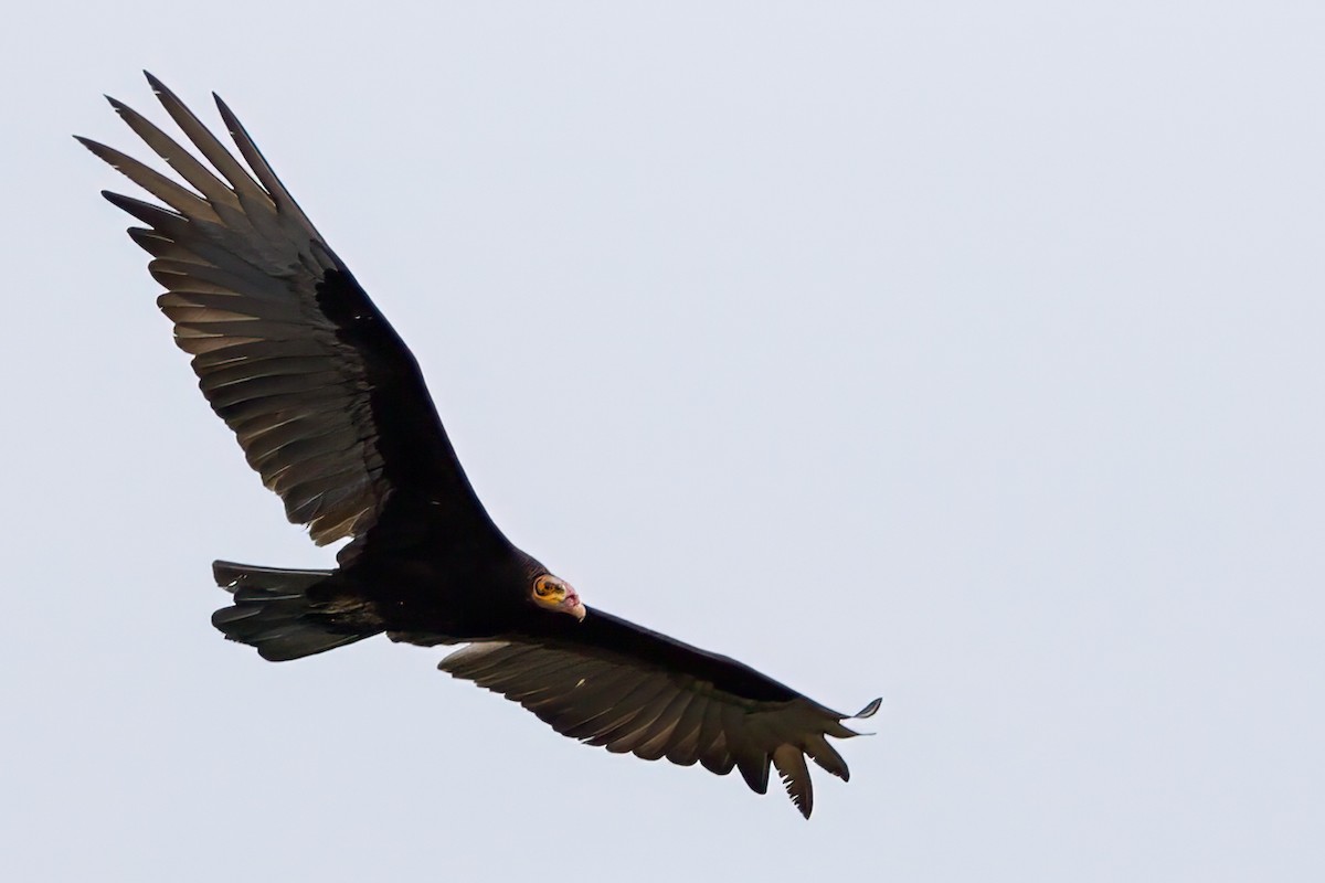 Lesser Yellow-headed Vulture - ML626386580