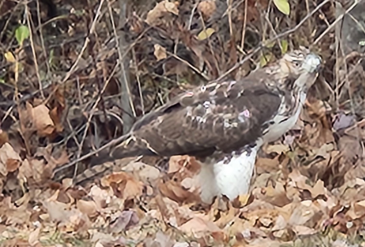 Red-tailed Hawk - ML626386581