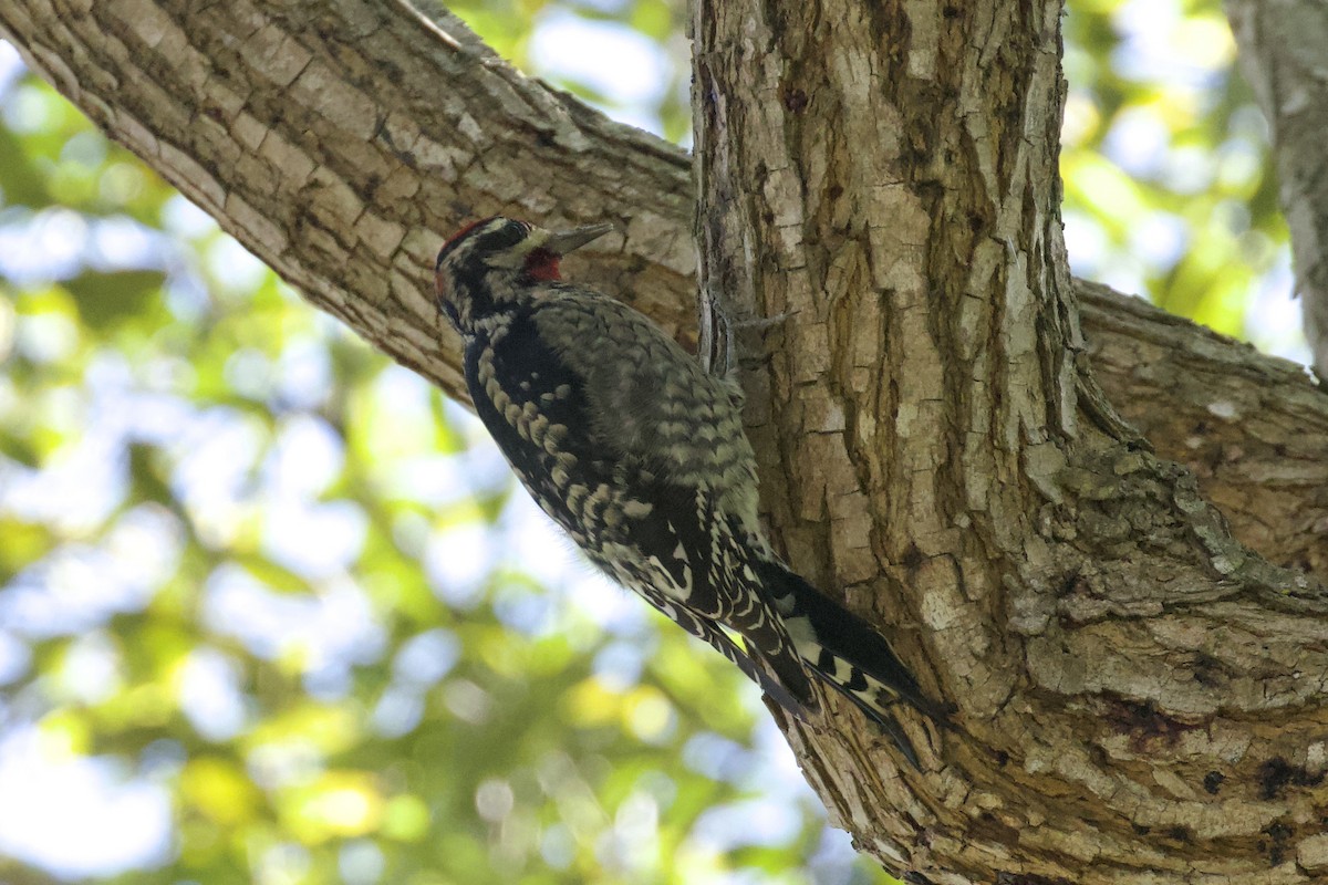 Red-naped Sapsucker - ML626386588