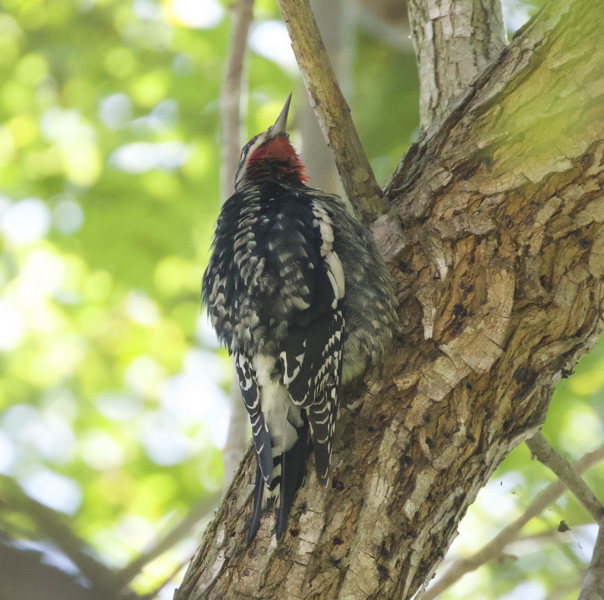 Red-naped Sapsucker - ML626386589