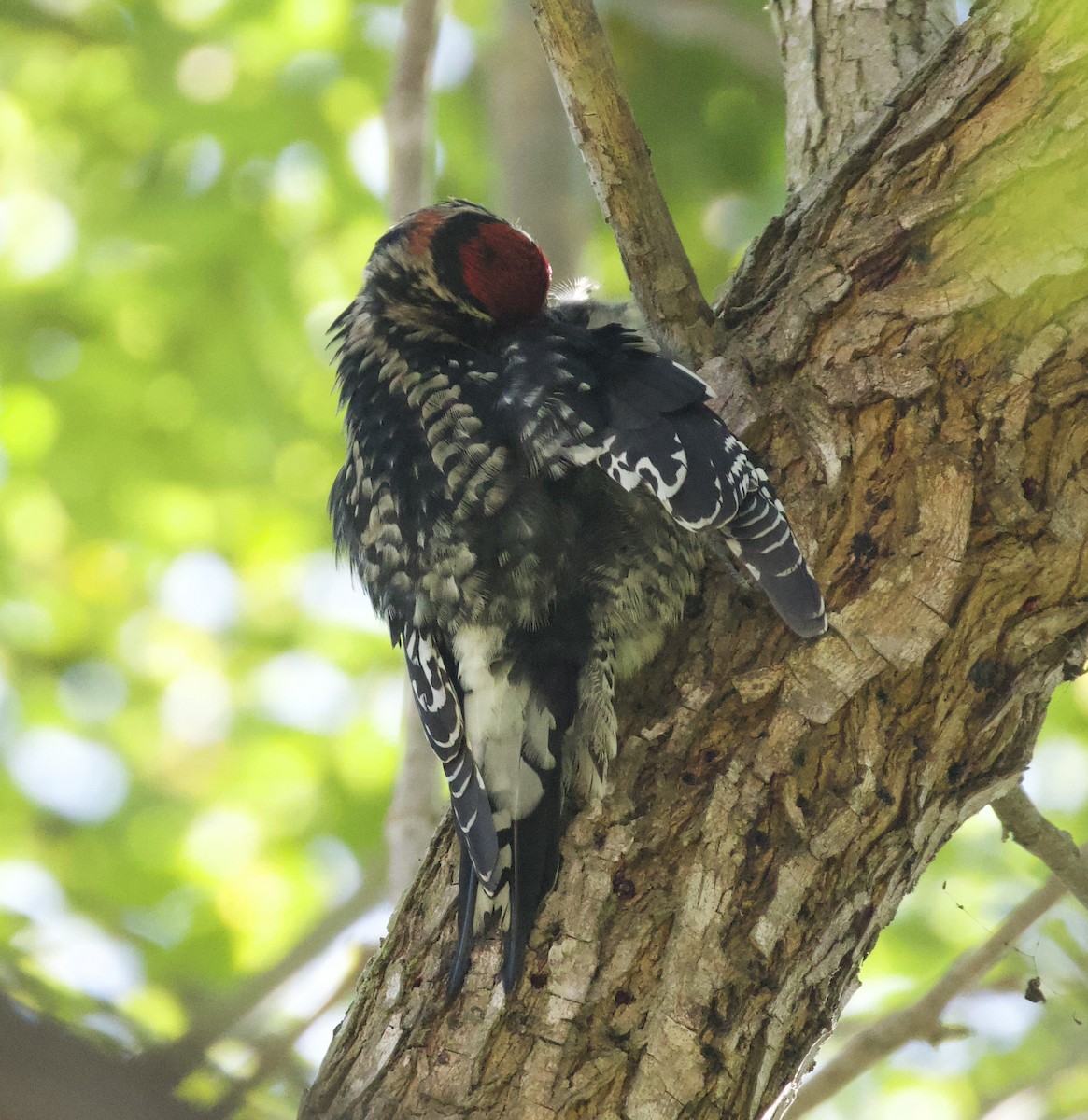 Red-naped Sapsucker - ML626386590