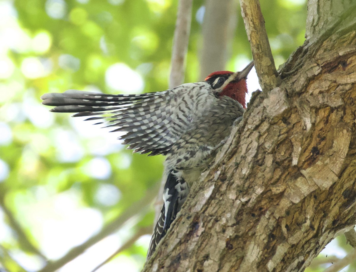 Red-naped Sapsucker - ML626386591