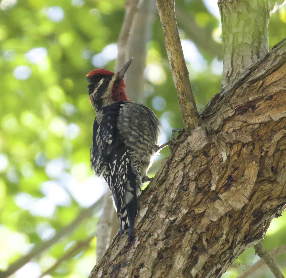 Red-naped Sapsucker - Nicole Desnoyers