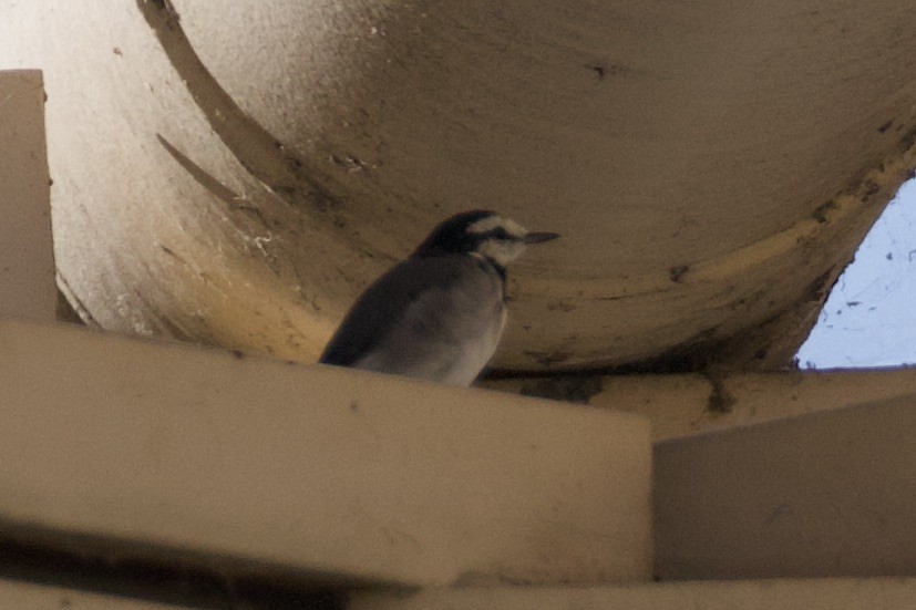 White Wagtail (Black-backed) - ML626386669