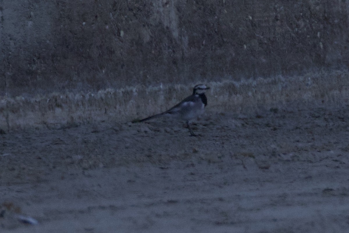 White Wagtail (Black-backed) - ML626386670