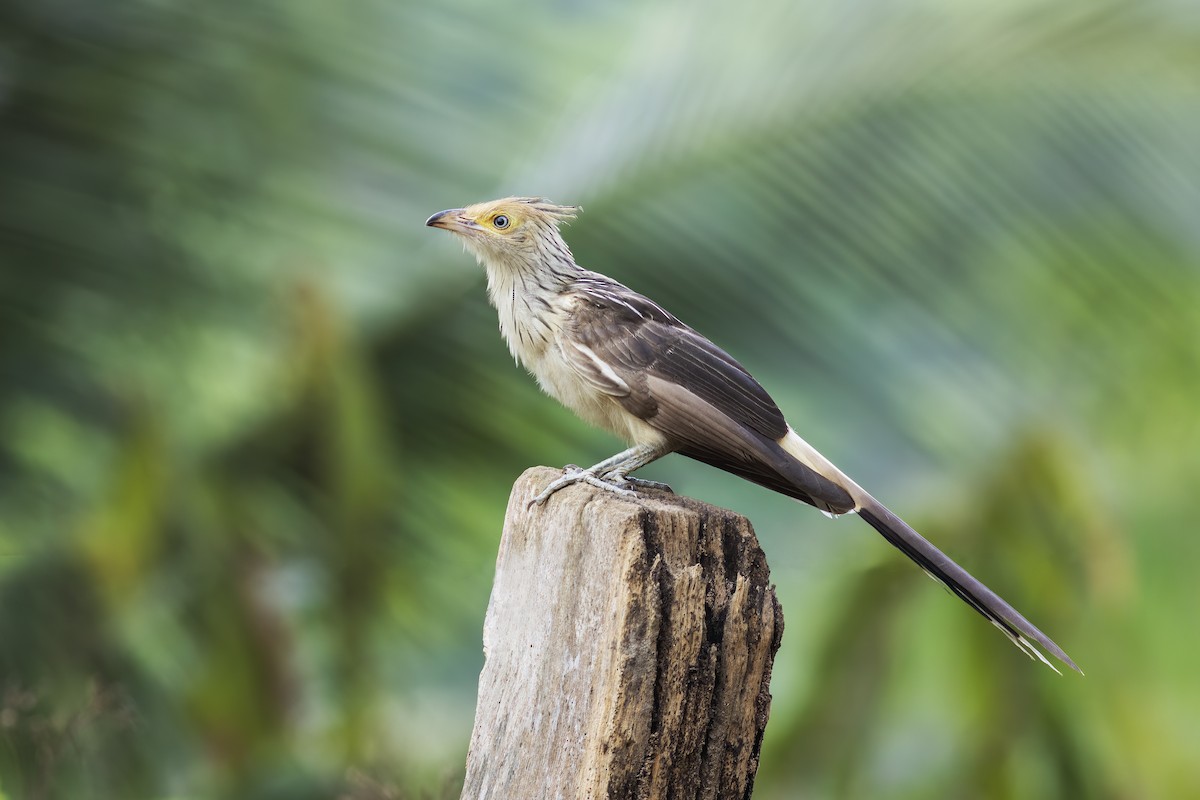 Guira Cuckoo - ML626386794