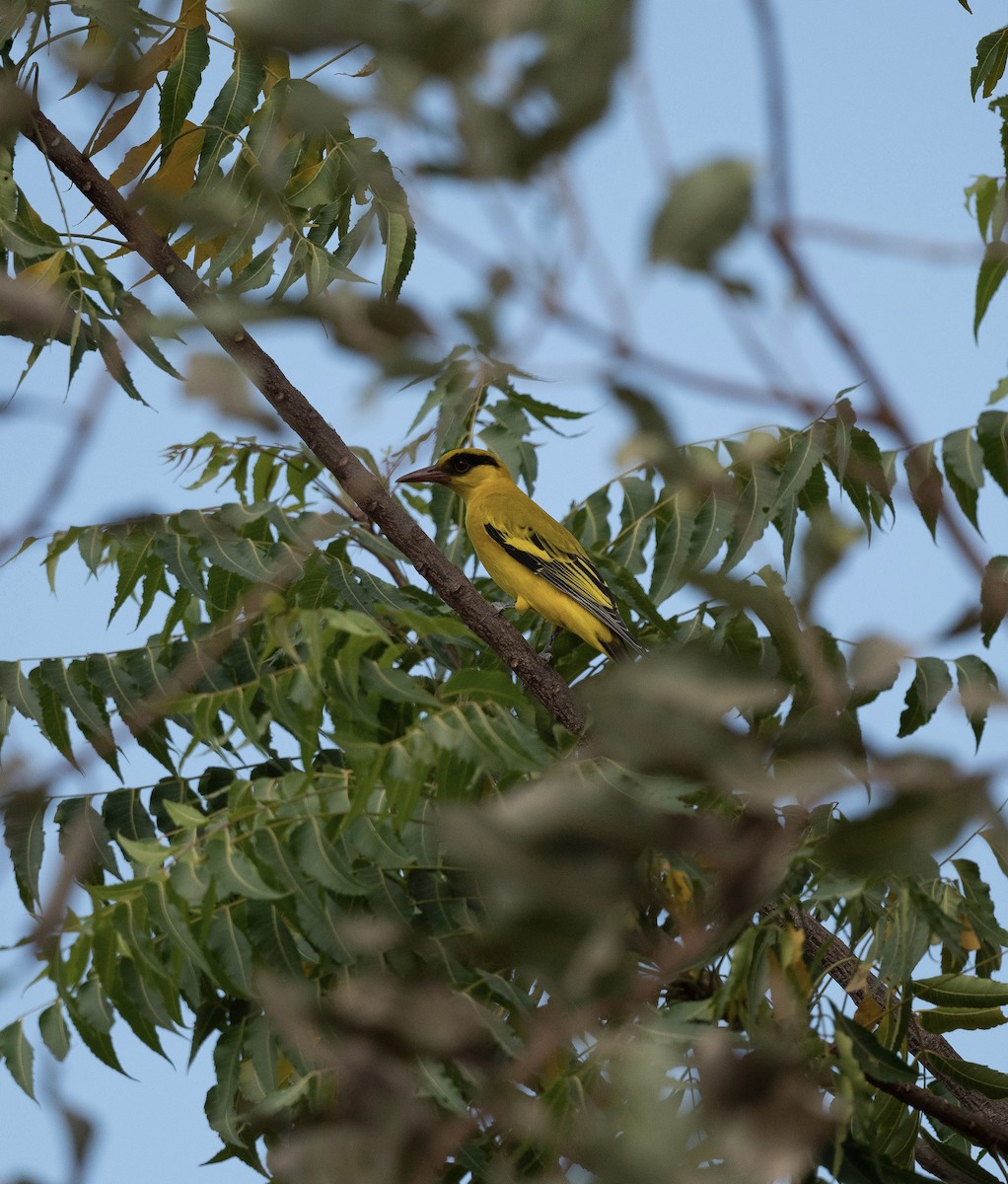 African Golden Oriole - ML626386823