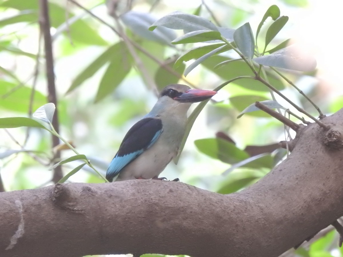 Blue-breasted Kingfisher - ML626386824