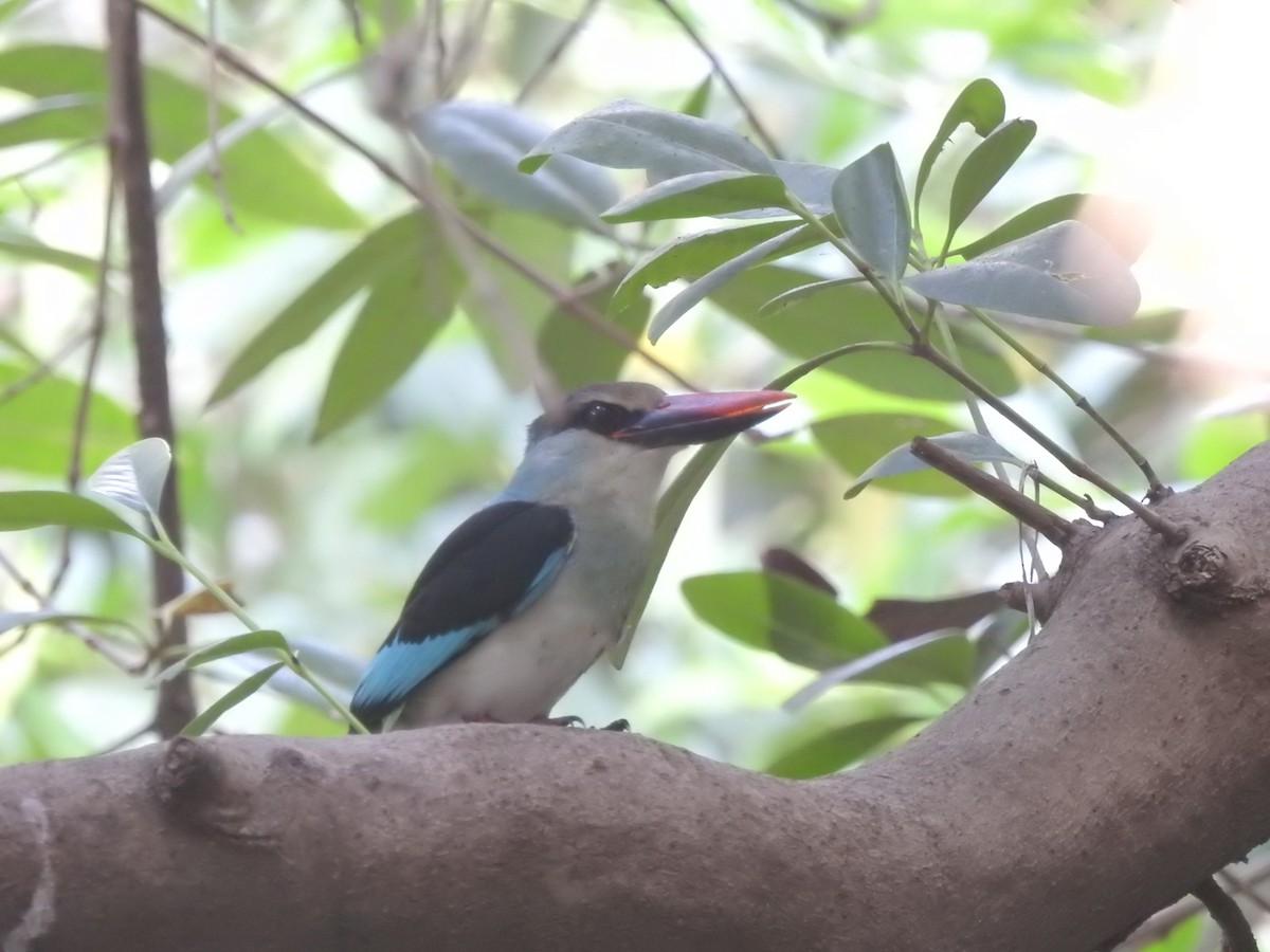 Blue-breasted Kingfisher - ML626386825