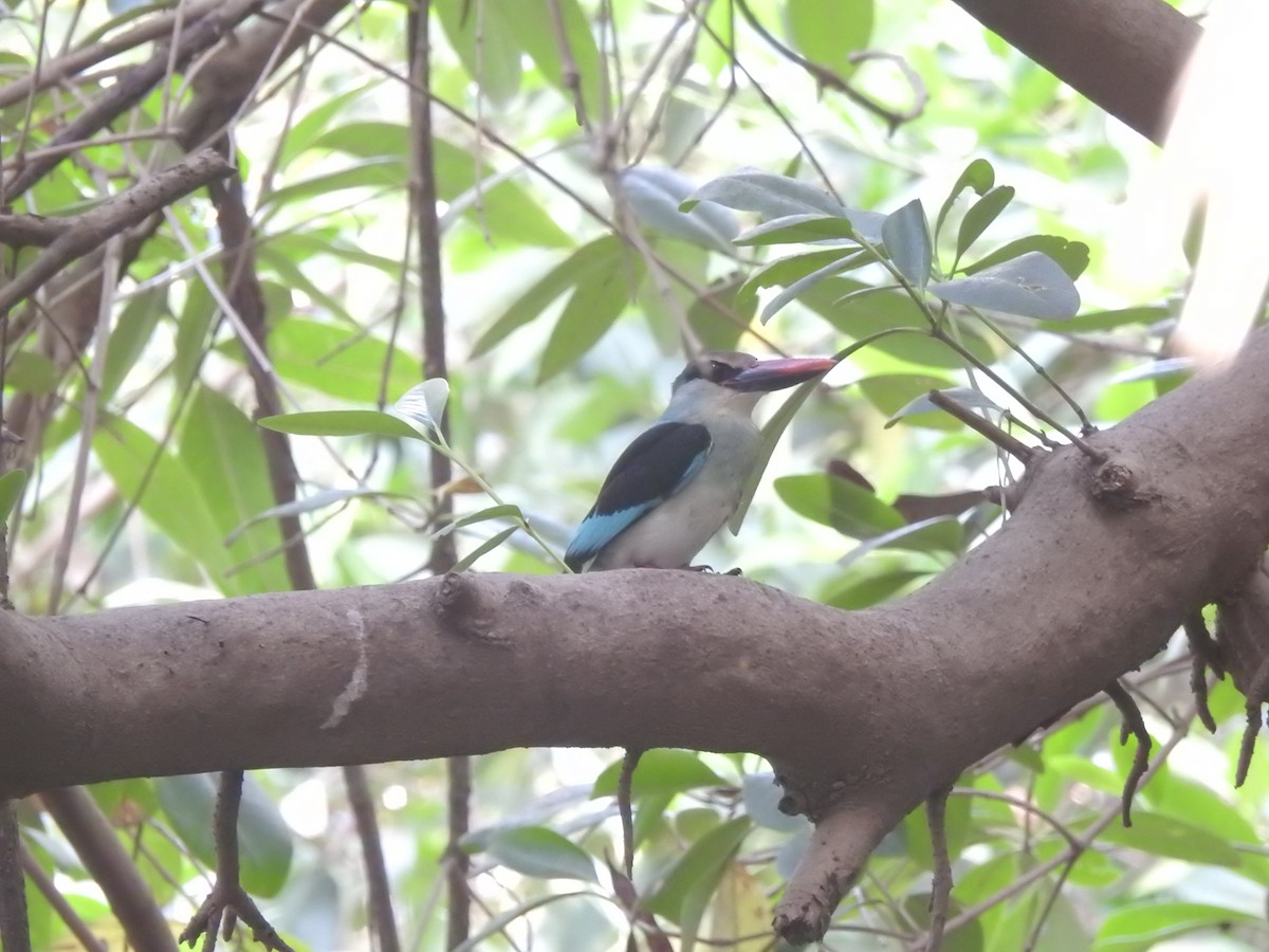 Blue-breasted Kingfisher - ML626386826