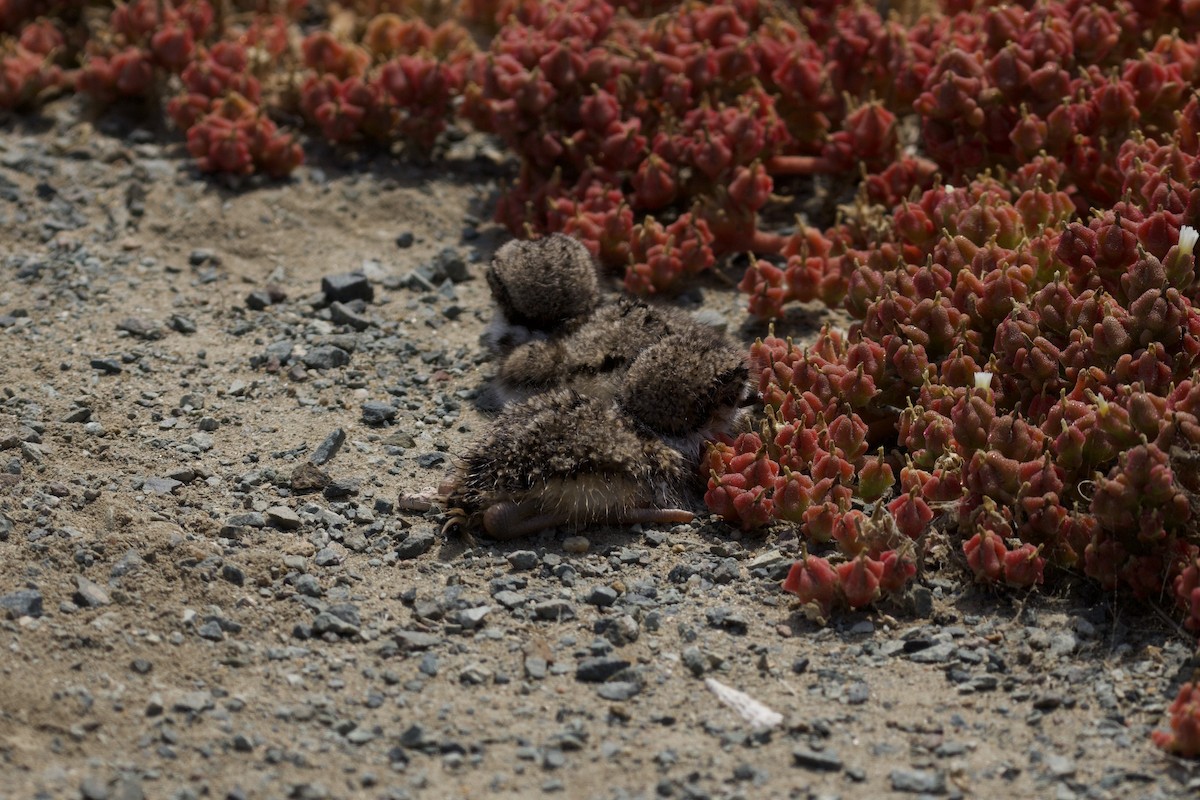 Killdeer - ML626386827