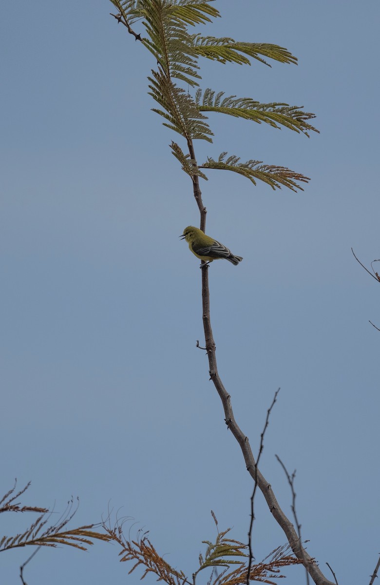 Yellow Penduline-Tit - ML626386846