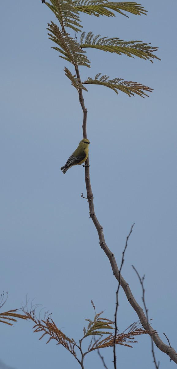 Yellow Penduline-Tit - ML626386852