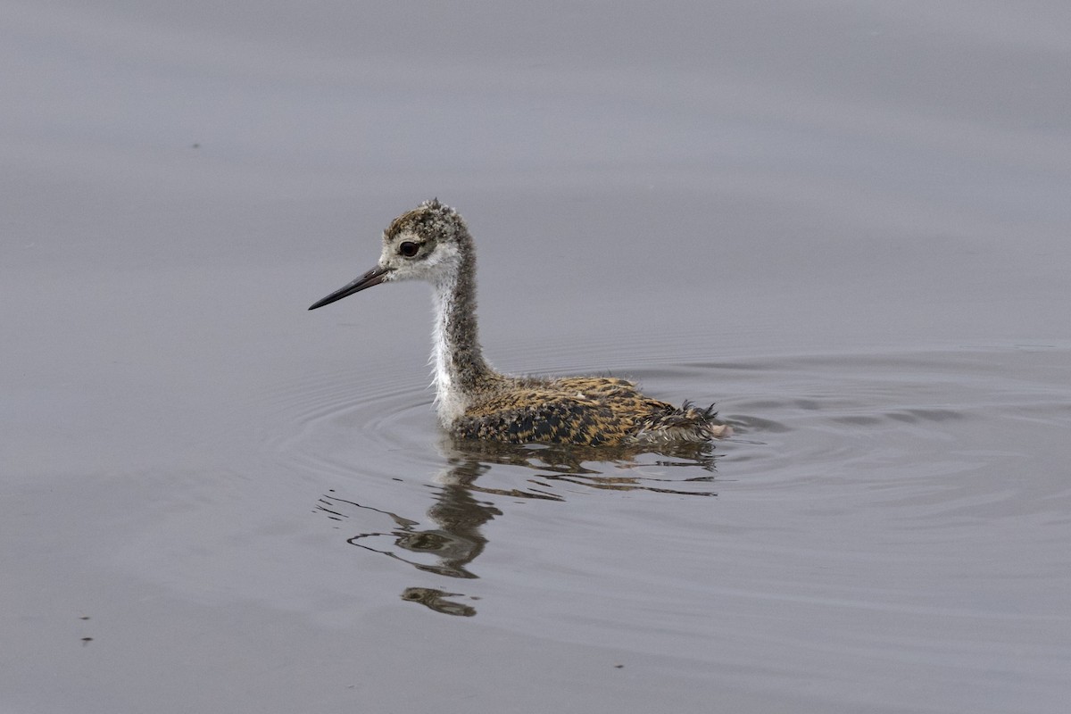 Black-necked Stilt - ML626386855