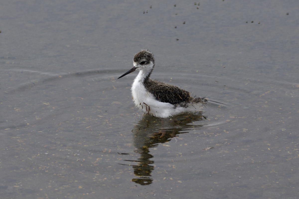 Black-necked Stilt - ML626386856