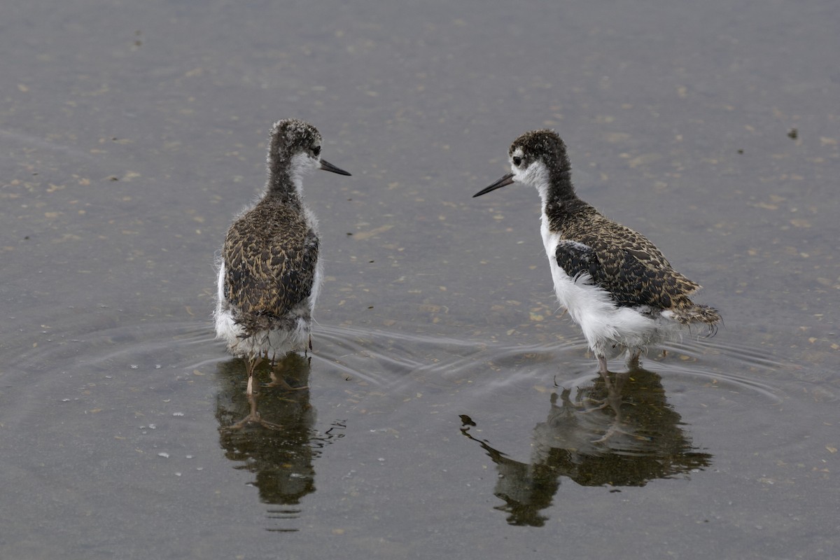 Black-necked Stilt - ML626386857