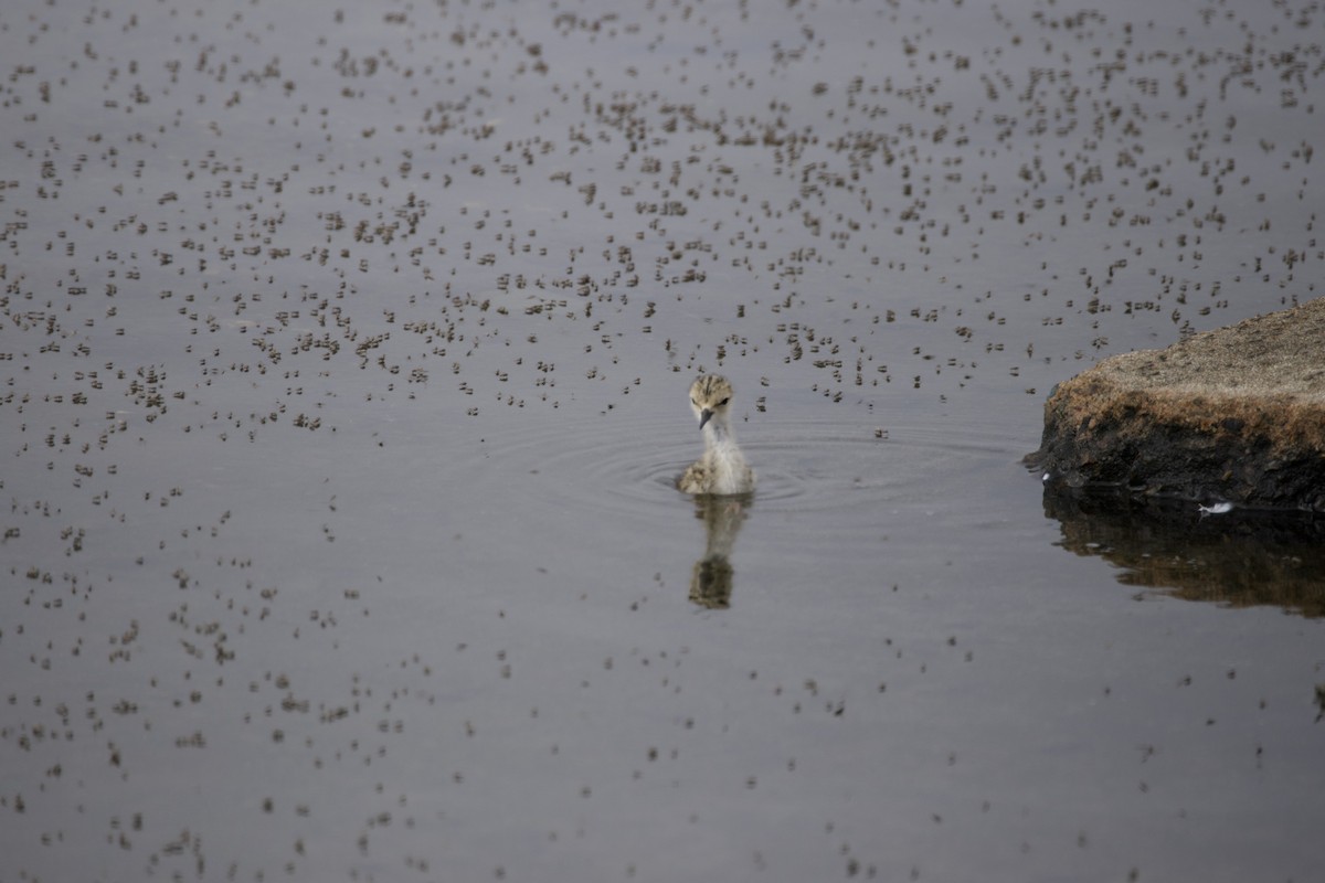 Black-necked Stilt - ML626386858