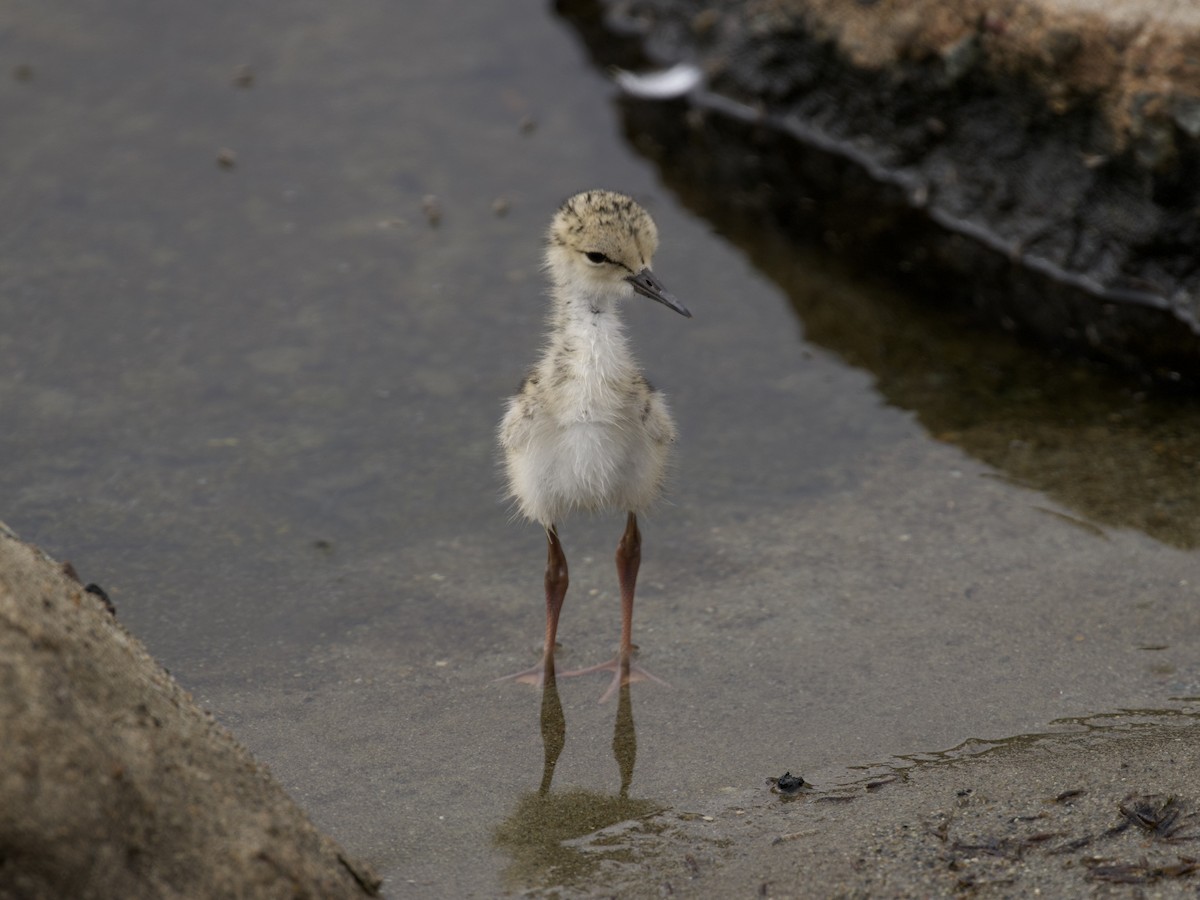 Black-necked Stilt - ML626386859