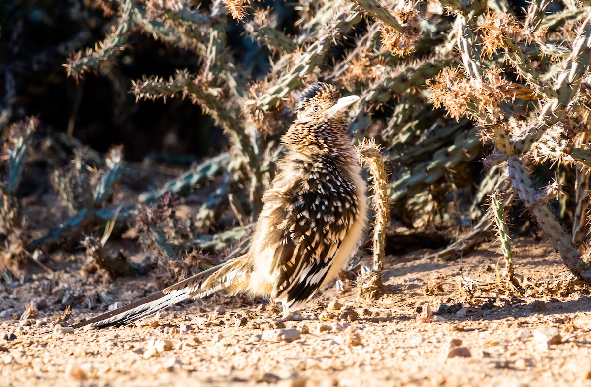 Greater Roadrunner - ML626386924