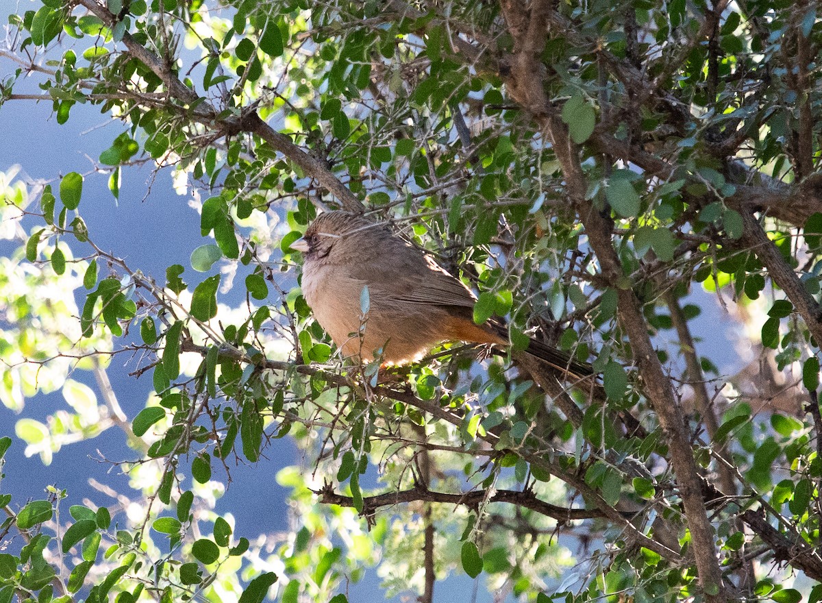 Abert's Towhee - ML626386947