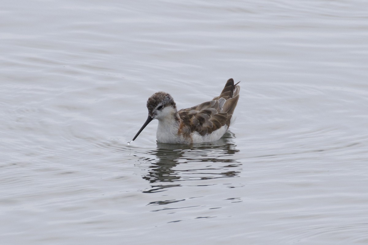 Wilson's Phalarope - ML626386966