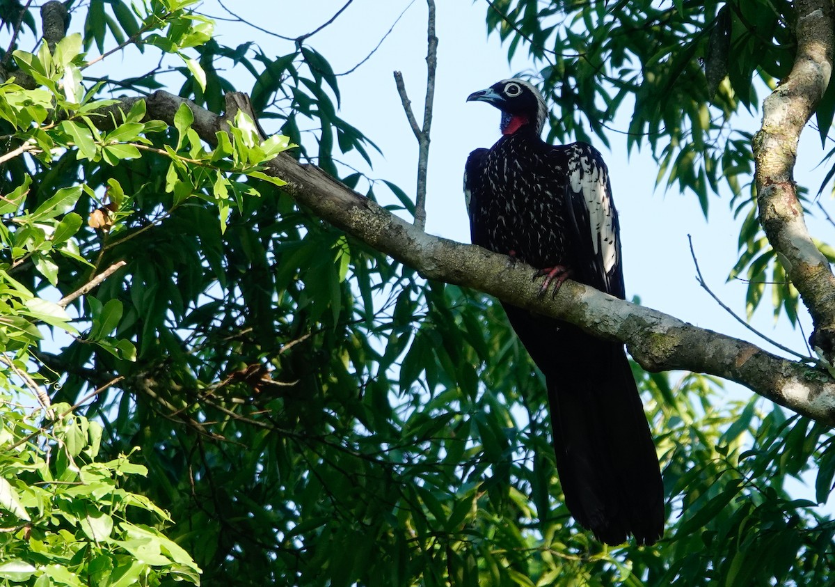 Black-fronted Piping-Guan - ML626387027