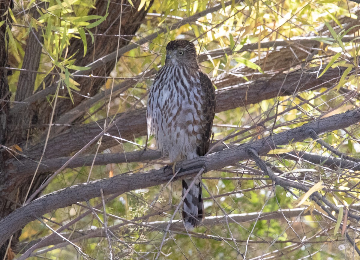 Cooper's Hawk - ML626387036