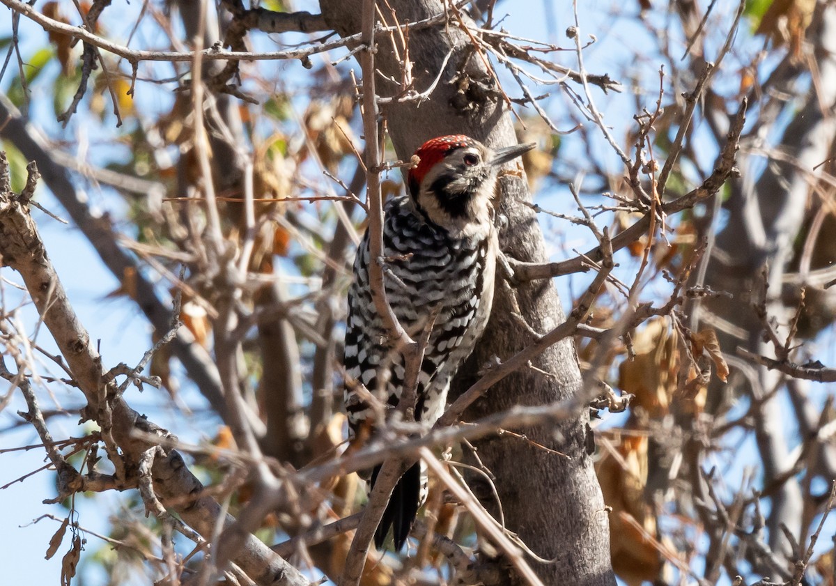Ladder-backed Woodpecker - ML626387056