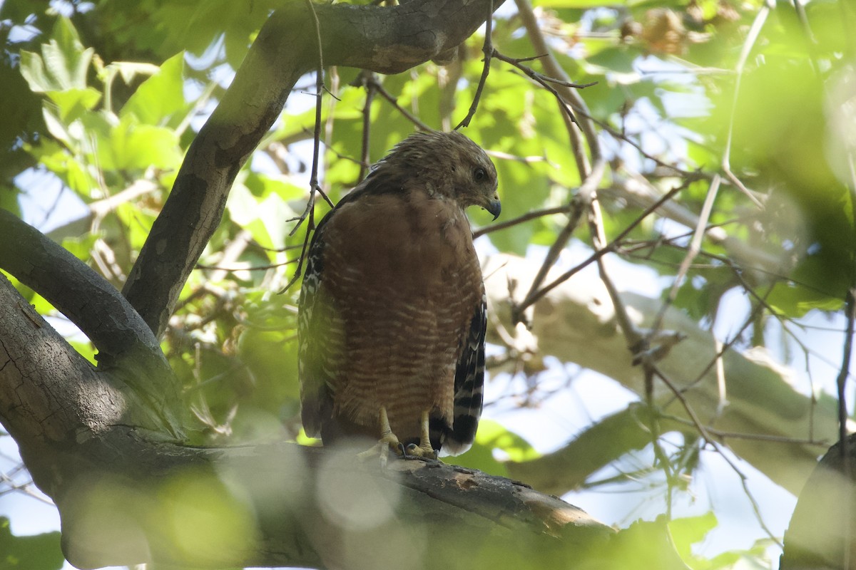 Red-shouldered Hawk - ML626387059