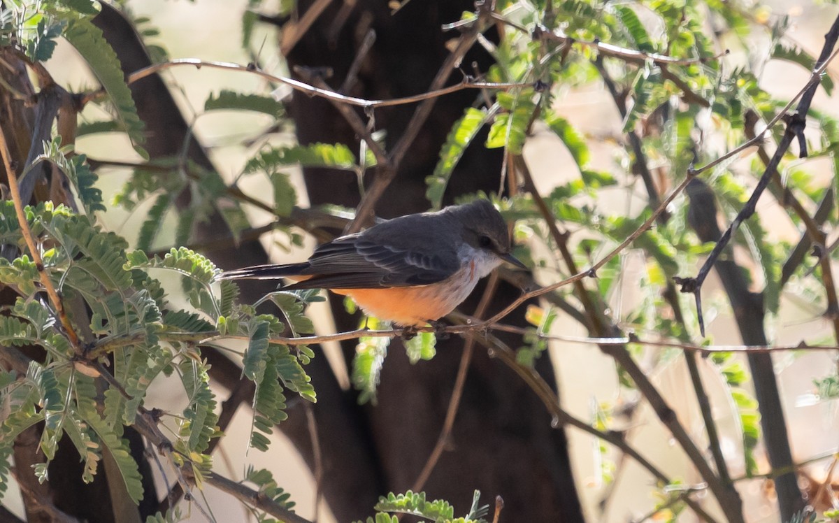 Vermilion Flycatcher - ML626387079