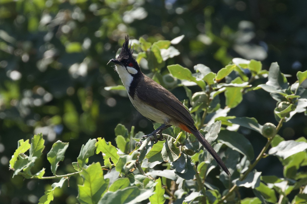 Red-whiskered Bulbul - ML626387090