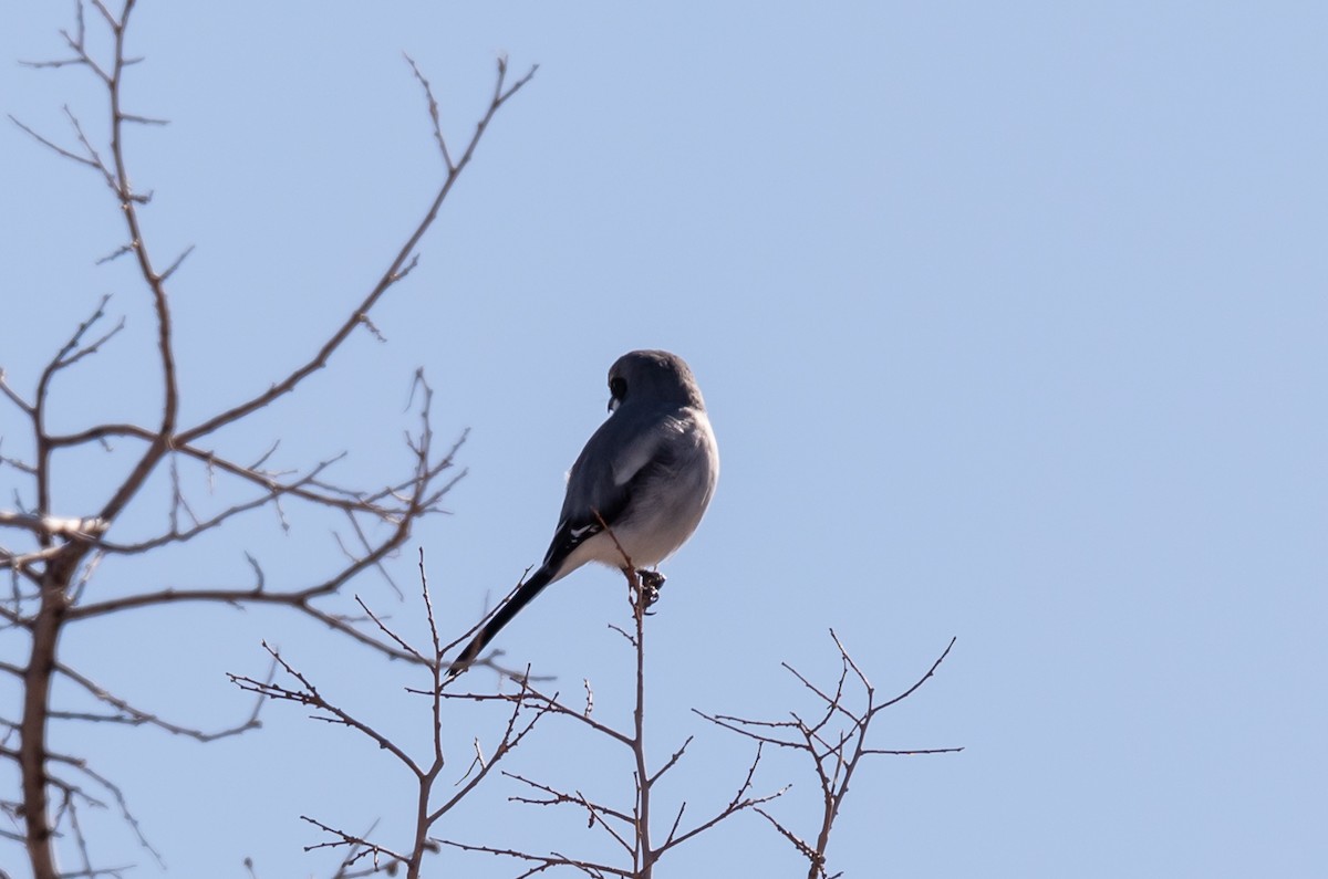 Loggerhead Shrike - ML626387094