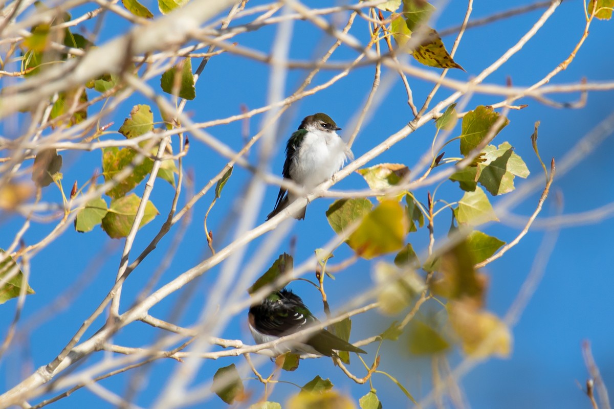 Violet-green Swallow - ML626387130