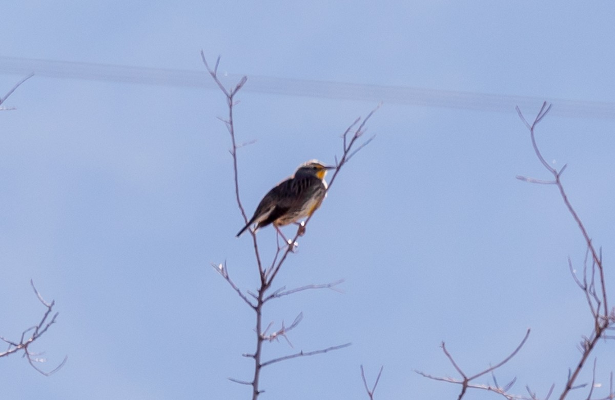 Western Meadowlark - ML626387153