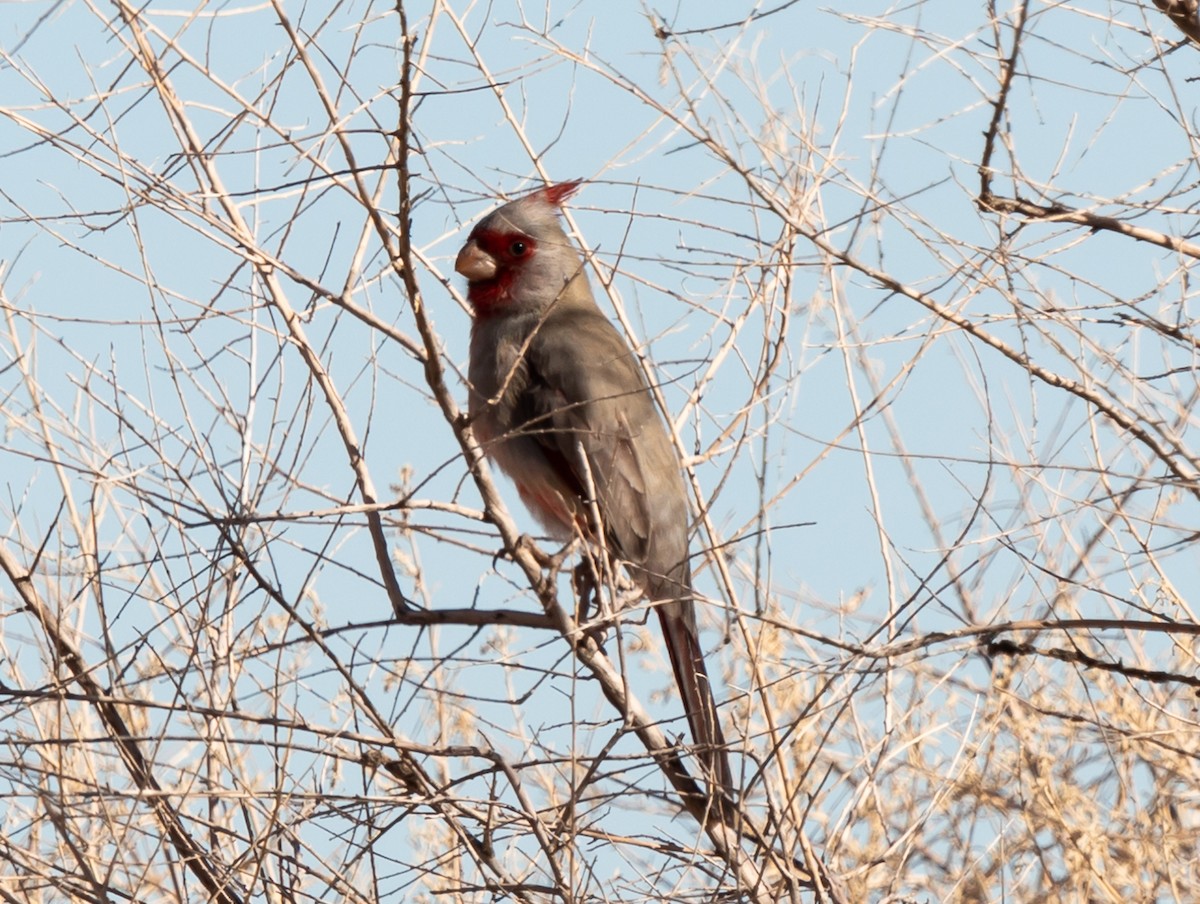 Pyrrhuloxia - ML626387189