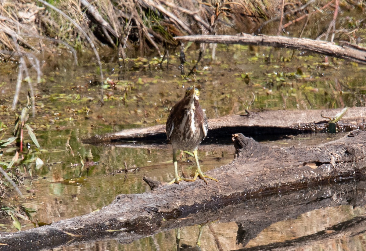 Green Heron - ML626387276
