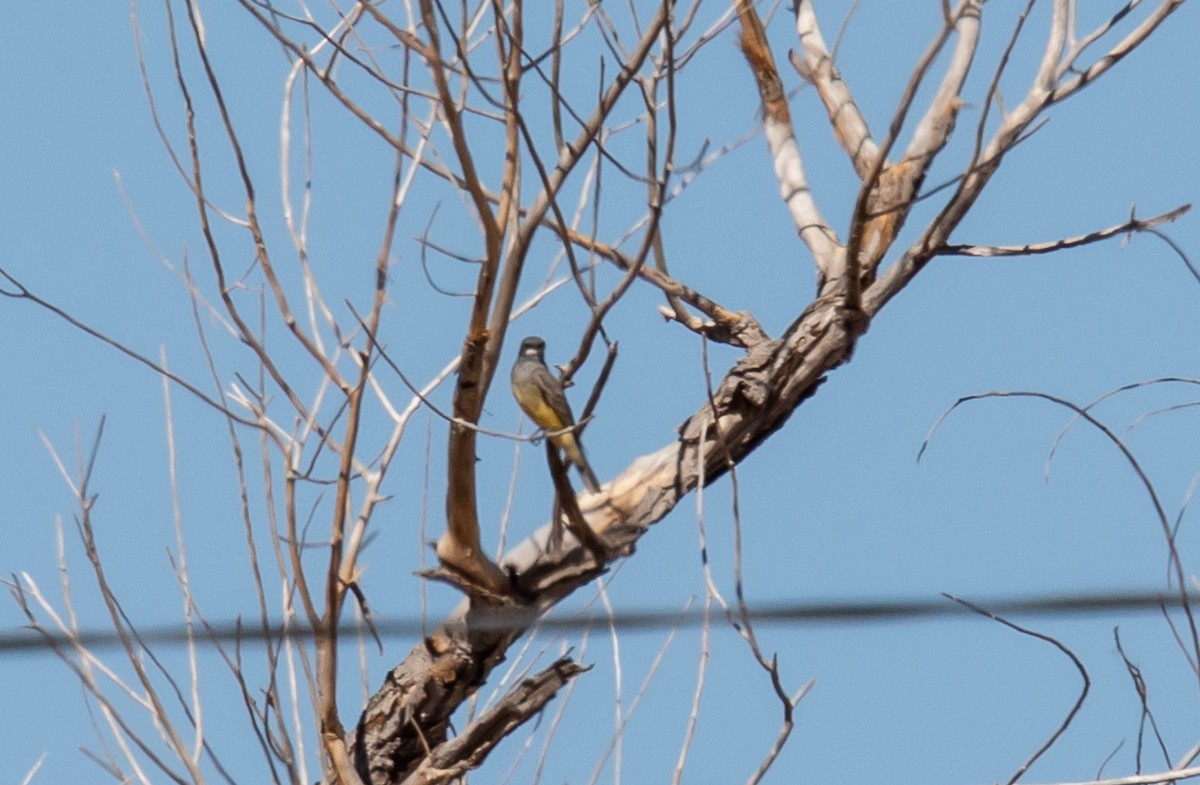 Cassin's Kingbird - ML626387294