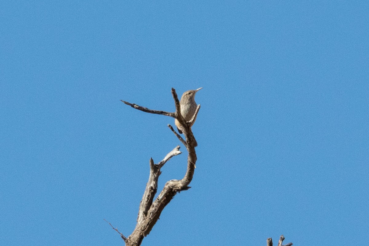 Rock Wren - ML626387376