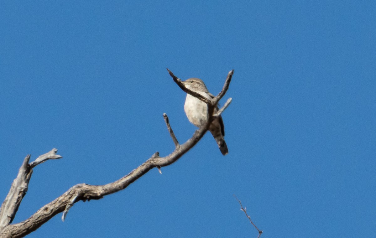 Rock Wren - ML626387377