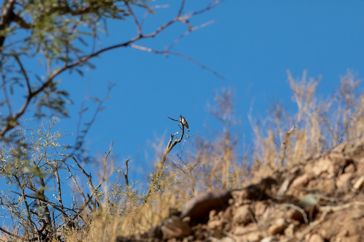 Rock Wren - ML626387378