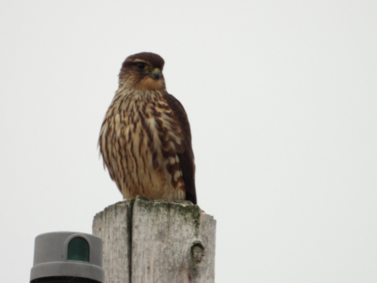 Merlin - ML626387428