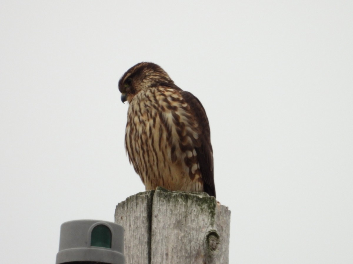 Merlin - ML626387429