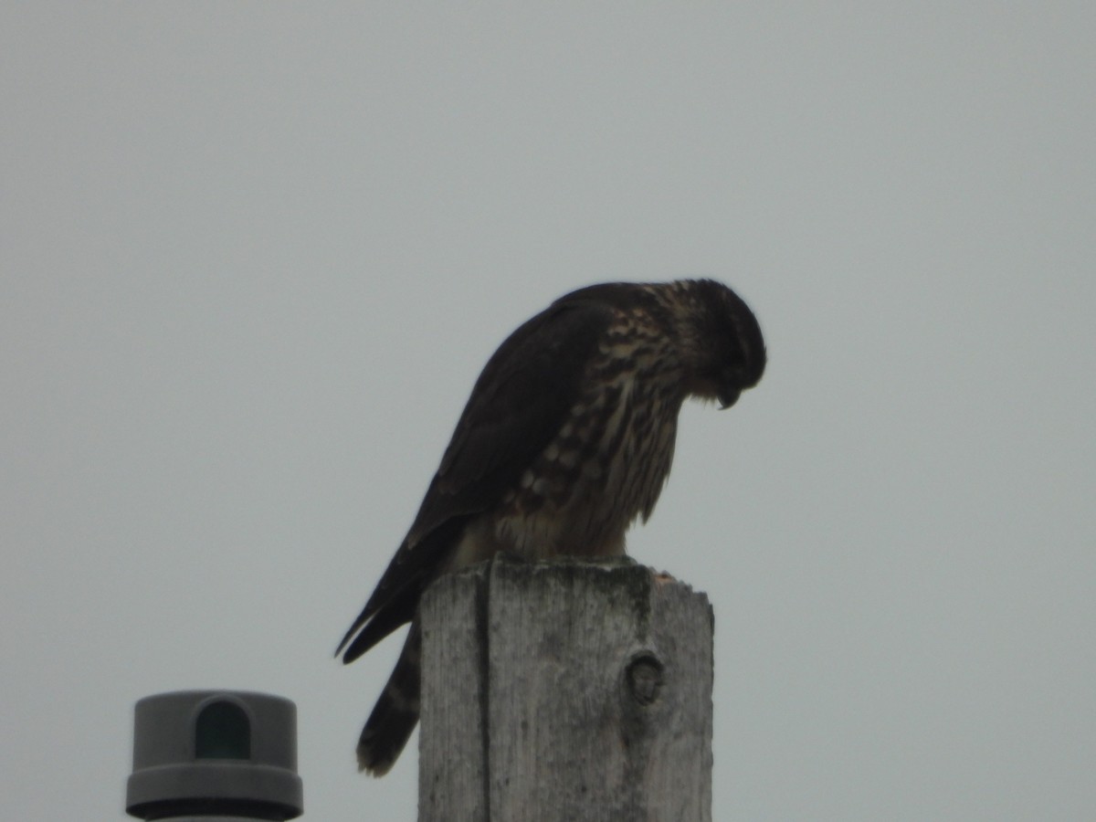 Merlin - ML626387430