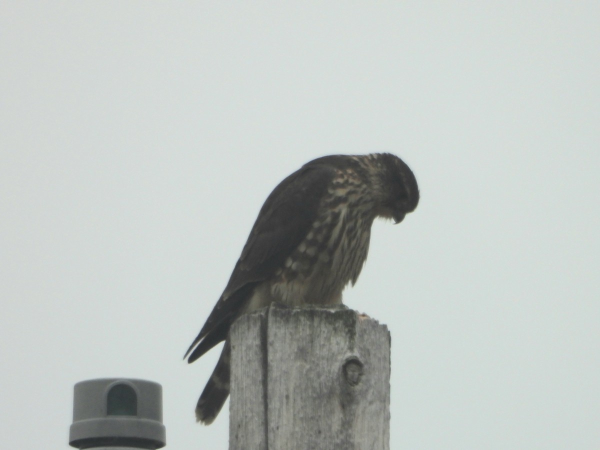 Merlin - ML626387515