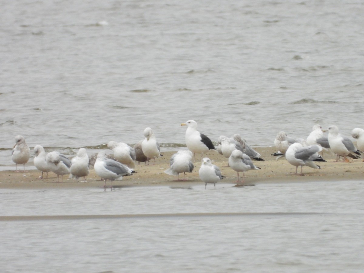 Great Black-backed Gull - ML626387582