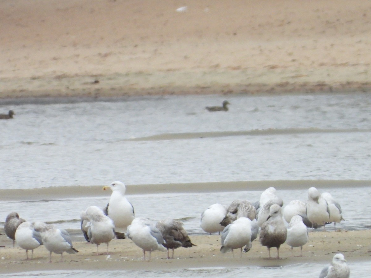 Great Black-backed Gull - ML626387583